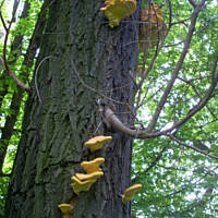 Paprykarz z żółciaka siarkowego