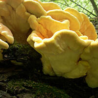 Paprykarz z żółciaka siarkowego