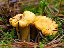 Fot. Wkn, Pieprznik jadalny (kurka, lisiczka, liszka)