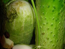 Fot. olusia23, Ogórki kiszone znikające