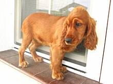 Fot. Fiddle, Zaropiałe i zaczerwienione oczy u spaniela