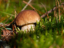 Fot. Wkn, Borowik szlachetny (prawdziwek)