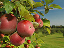 Fot. Wkn, Jabłoń - odmiany