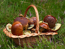 Fot. Wkn, Jak suszyć grzyby