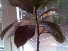 Fot. sylvija, jak pielęgnować kwiaty (dracena, kroton, benijamin)