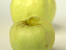 Fot. Wkn, Antonówka Półtorafuntowa (Śmietanówka)