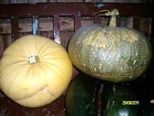 Fot. dajanka, Ni pies, ni wydra czyli dziwna dynia i co z niej?