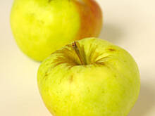 Fot. Wkn, Antonówka zwykła