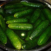 Ogórki małosolne / kiszone dla początkujących!