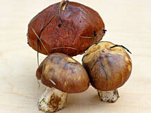 Fot. Wkn, Maślak zwyczajny (maślak sosnowy, ślimak, pępek)