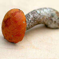 Koźlarz pomarańczowy