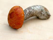 Fot. Wkn, Koźlarz pomarańczowy