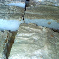 Jabłecznik ulubiony