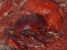 Fot. Justyna Urtnowska, Botwinka- zupa buraczana