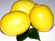 Fot. lexi27, Cytryna dobra na wszystko ...