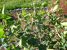 Fot. elianna, Czy ktoś wie jaka to roślina i jak się nazywa???