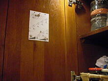 Fot. beatkamala22, Jak pozbyć się moli spożywczych ?