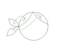 Fot. powsinoga, Tort pirat