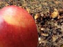 Fot. manoo, makowiec japoński - wilgotny od jabłek