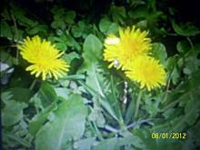 Fot. lisowianka, Cuda Natury część 1-"mniszek lekarski"