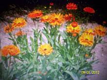 Fot. lisowianka, Cuda Natury część 2- "nagietek lekarski"