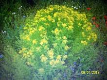 Fot. lisowianka, Cuda Natury część 3-"dziurawiec"