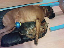 Fot. gosiaw70, Moje pieski:)