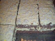 Fot. lisowianka, Chałwowiec