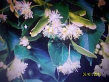 Fot. lisowianka, Cuda Natury część 4-"lipa"