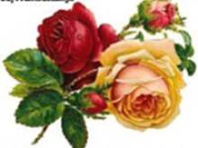 Fot. PATI :), Dziś urodziny świętuje rawa111 a imieniny hanah30 :)