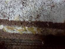 Fot. Rihanka, Pszczółka