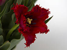 Fot. Wkn, W Dzień Kobiet nic nie zrobię, czyli przewrotna deklaracja nielubienia święta 8 marca