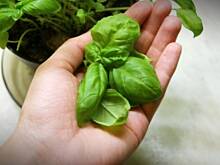 Fot. APM, Kurczak z suszonymi pomidorami i bazylią