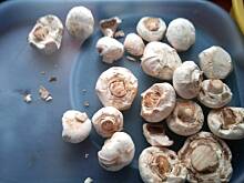 Fot. pawel_1987, Pieczarki po prowansalsku