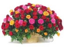 Fot. PATI :), Dziś urodziny świętuje ezelka a imieniny boroweczka25 :) 