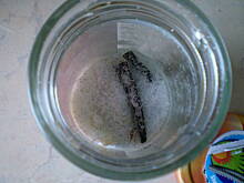 Fot. Wróbelek, cukier waniliowy