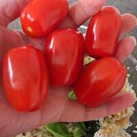 Salatka z ryzu z tunczykiem