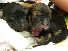 Fot. Iloria, Szczeniaczki