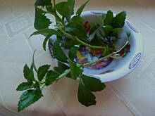 Fot. Mama - Różyczki, Mała prośba:)