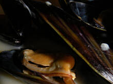 Fot. nagazie, Mule w białym winie