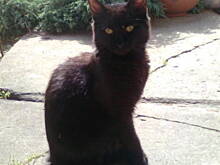 Fot. czarnykot, moja trzoda :D