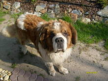 Fot. Haijle, Odejście zwierzątka