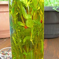 Aromat zamknięty w butelce. Oliwa smakowa.