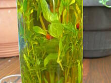 Fot. olusia23, Aromat zamknięty w butelce. Oliwa smakowa.