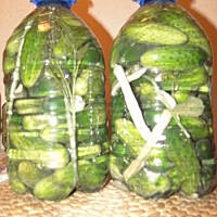 Ogórki kiszone (w plastikowych baniakach)