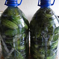 Ogórki kiszone (w plastikowych baniakach)