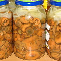 RYDZE marynowane z miodem