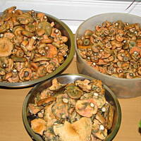 RYDZE marynowane z miodem