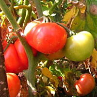 Soczek z pomidorków babcinych