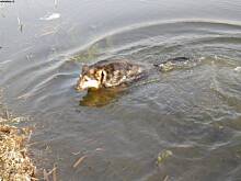 Fot. Scooby, Pies ze schroniska.